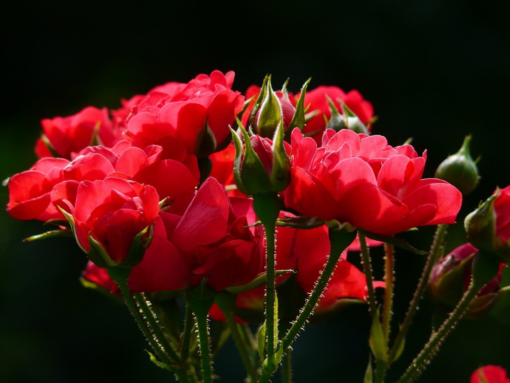 red-roses-4232_1920