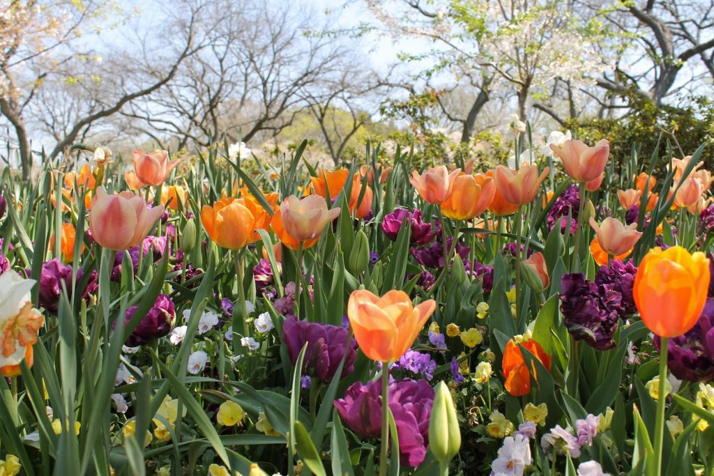 tulipanes en un jardin - mantenimiento de jardines