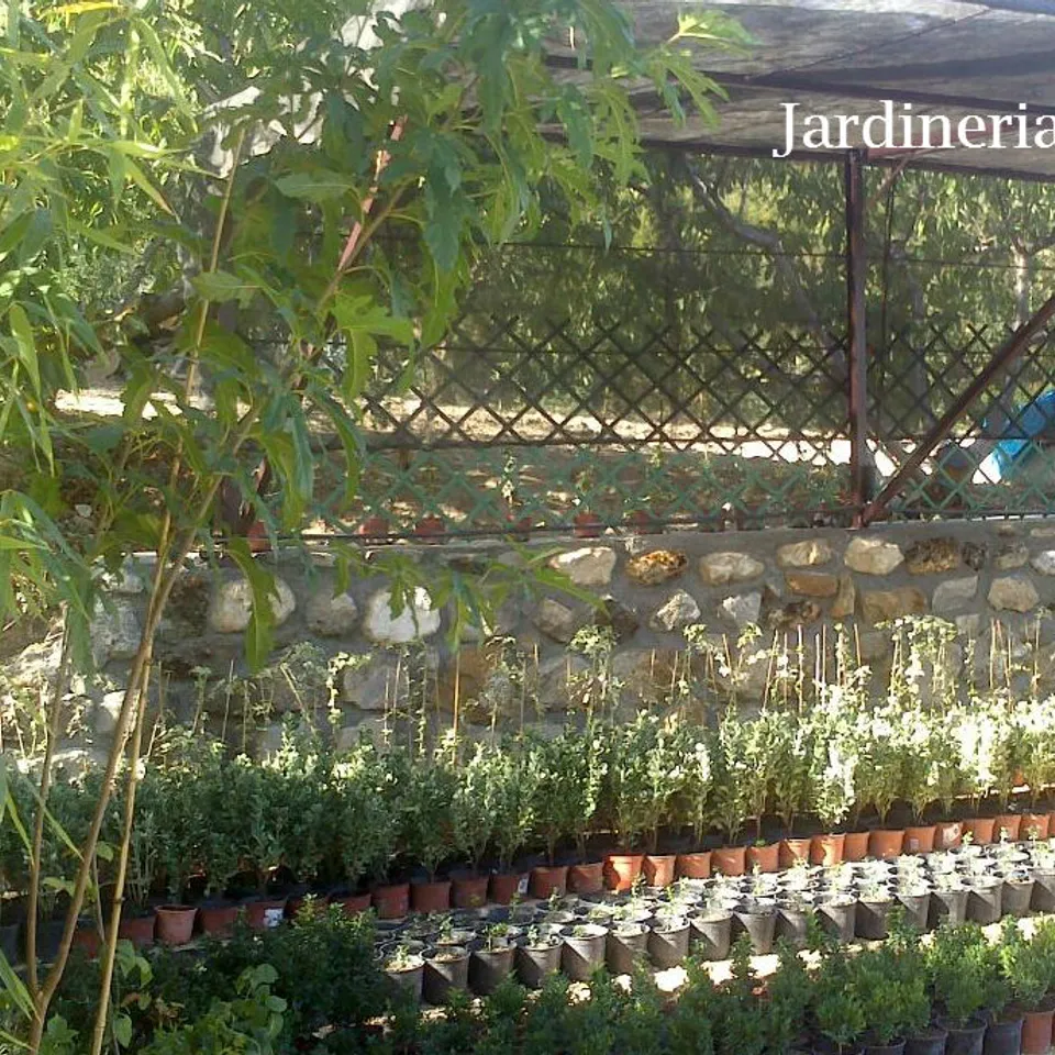 Jardineria Sintra